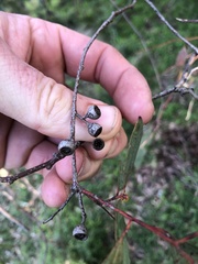 Eucalyptus melliodora