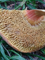 Xerocomus chrysonemus