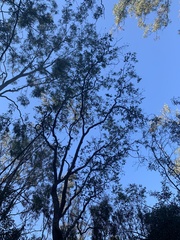 Eucalyptus melanophloia
