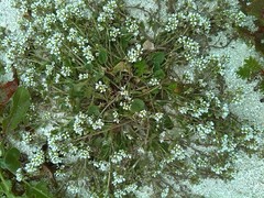 Cochlearia danica