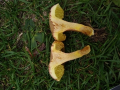 Xerocomus chrysonemus