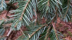 Abies nephrolepis