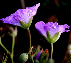 Geranium incanum multifidum