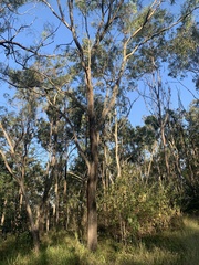 Eucalyptus siderophloia
