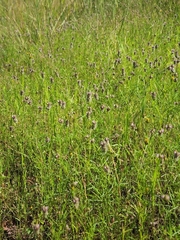 Dalea filiformis