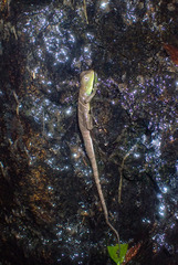 Physignathus cocincinus