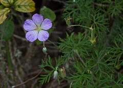 Geranium incanum multifidum