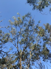 Eucalyptus siderophloia