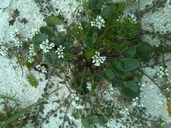 Cochlearia danica