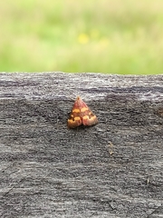Pyrausta