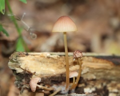 Mycena renati