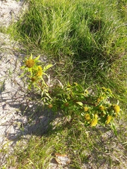 Bidens radiata