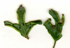 Phyllocoptes goniothorax