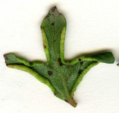 Phyllocoptes goniothorax