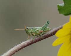 Campylacantha olivacea