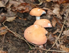Russula decolorans