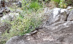 Asparagus aethiopicus