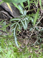 Pteris ensiformis