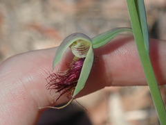 Calochilus paludosus