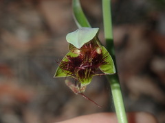 Calochilus paludosus