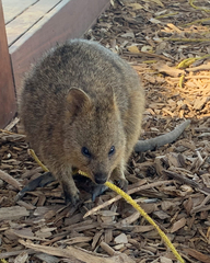 Setonix brachyurus