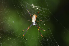 Trichonephila plumipes