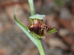 Calochilus paludosus