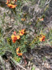 Dillwynia sericea