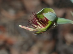 Calochilus paludosus