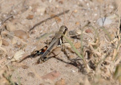 Melanoplus glaucipes