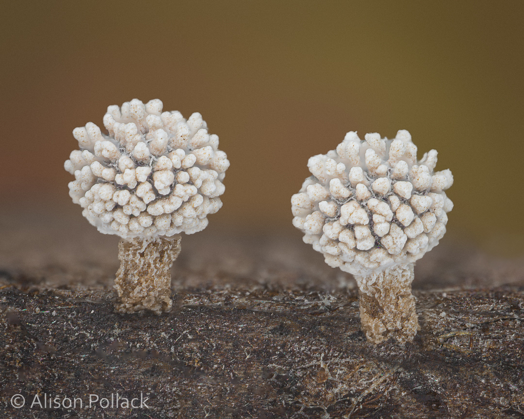 Didymiaceae