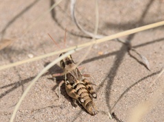 Melanoplus lakinus
