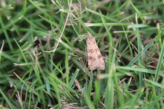 Nomophila noctuella