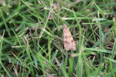 Nomophila noctuella