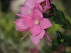 Boronia serrulata