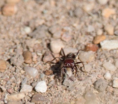 Pogonomyrmex rugosus