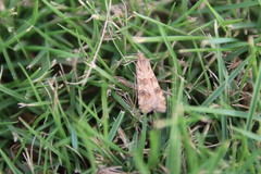 Nomophila noctuella