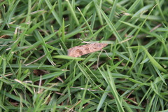 Nomophila noctuella