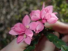 Boronia serrulata