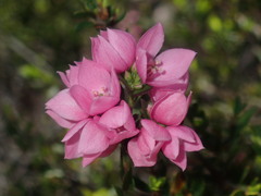 Boronia serrulata