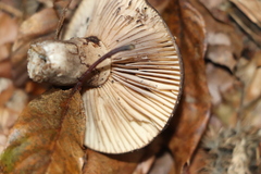 Russula nigricans