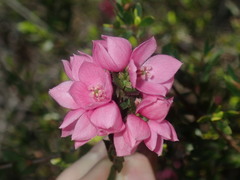 Boronia serrulata
