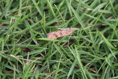 Nomophila noctuella