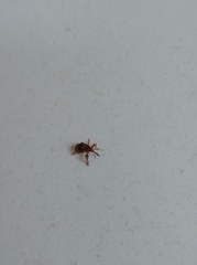 Anthonomus rectirostris