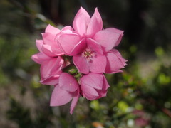 Boronia serrulata