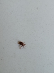 Anthonomus rectirostris