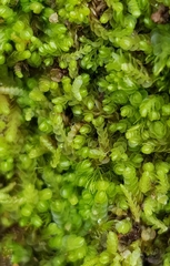 Nardia scalaris