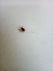 Anthonomus rectirostris