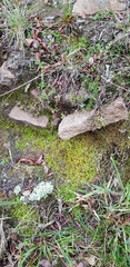 Nardia scalaris