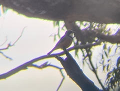 Pachycephala rufiventris